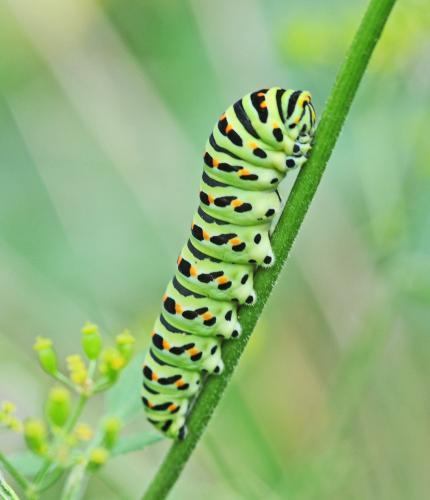 Réf. 333 527 : Papilio machaon